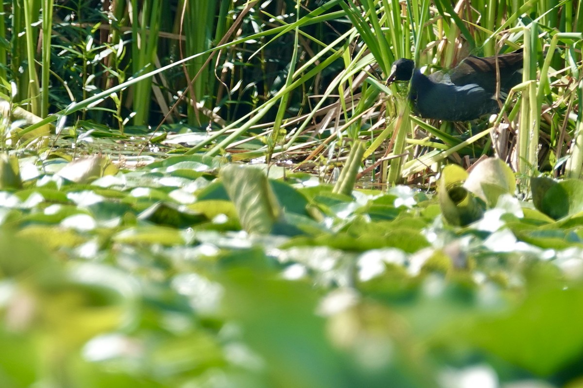 Common Gallinule - ML368509161