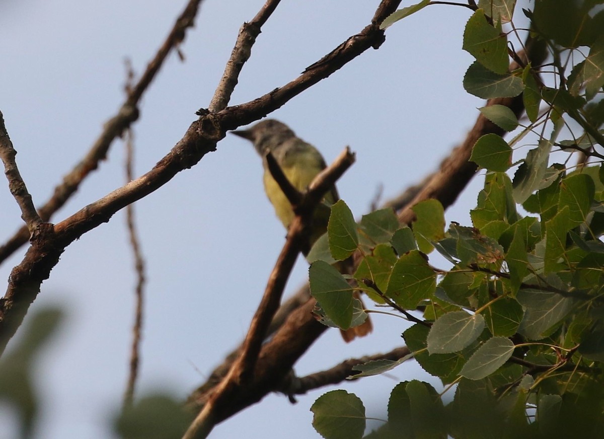 Great Crested Flycatcher - ML368510641