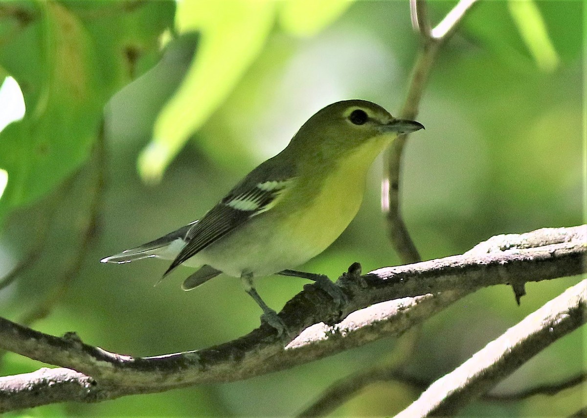 Yellow-throated Vireo - ML368513491