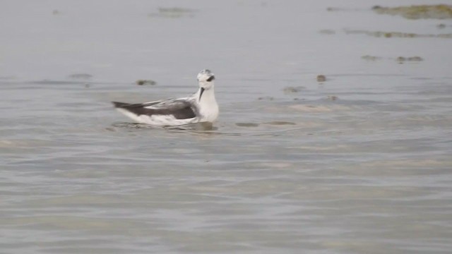 Red-necked Phalarope - ML368515351