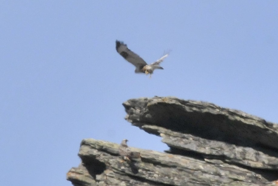 Rough-legged Hawk - ML36851721