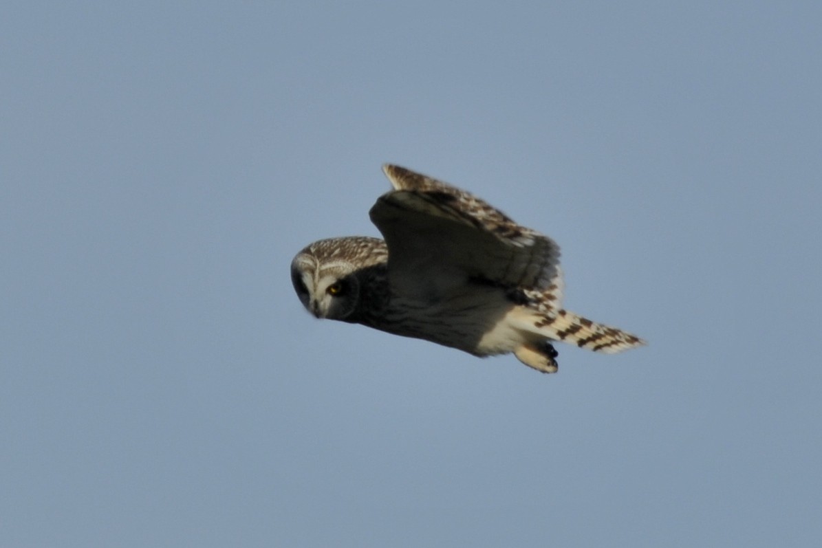 Short-eared Owl - John Doty