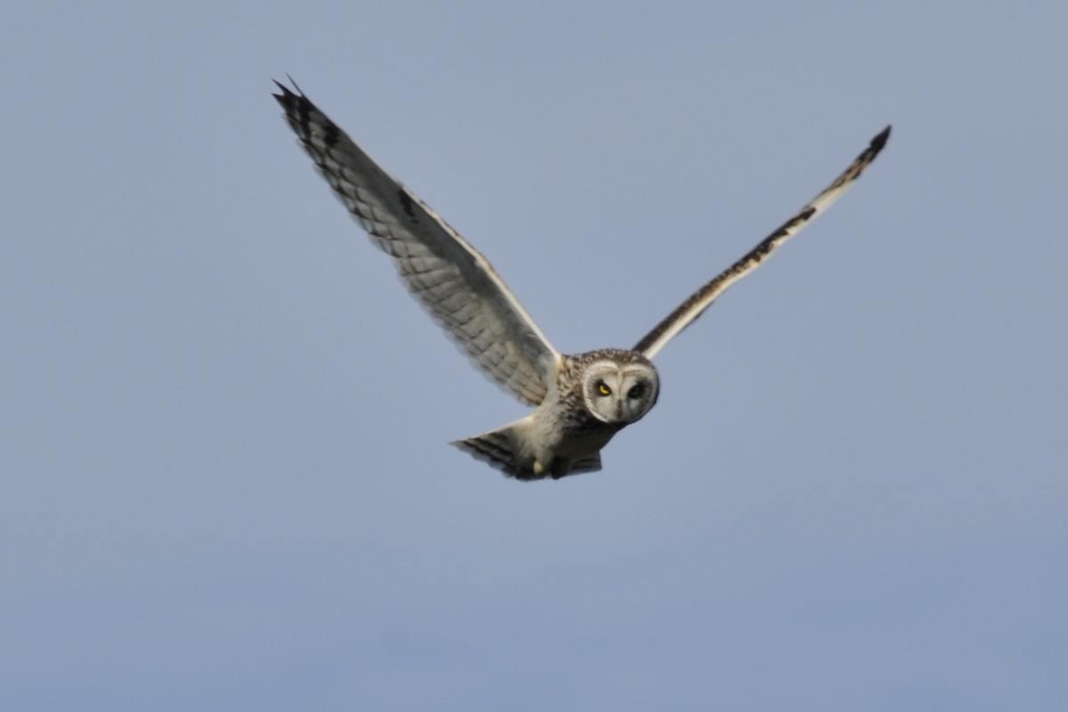 Short-eared Owl - John Doty