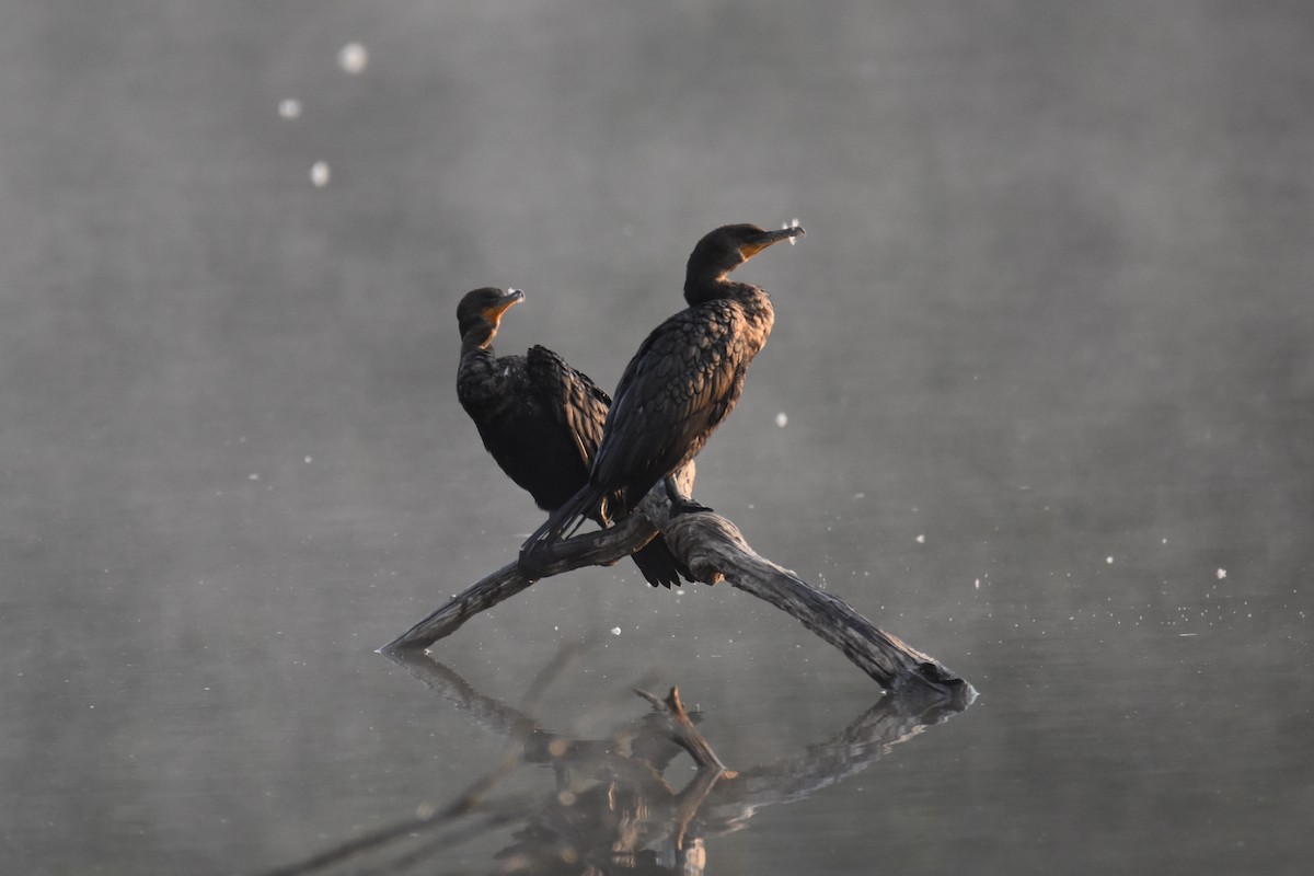 Double-crested Cormorant - ML368518861