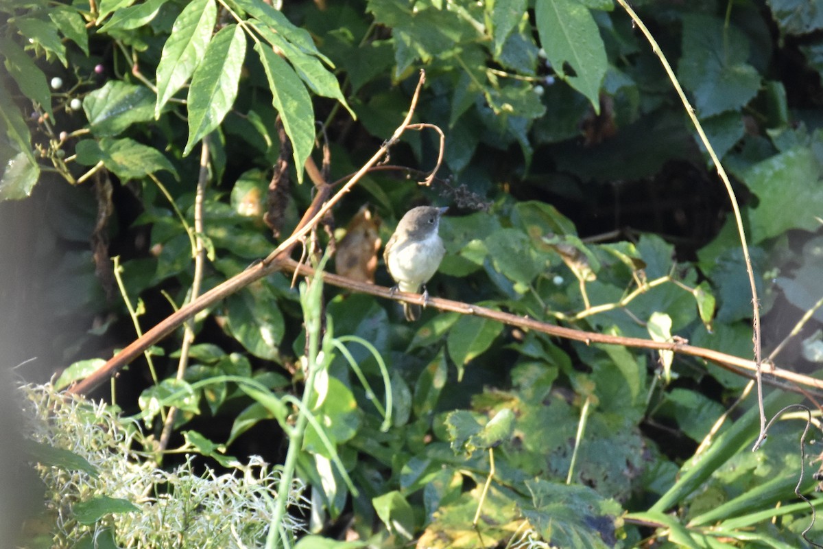 Least Flycatcher - ML368519431