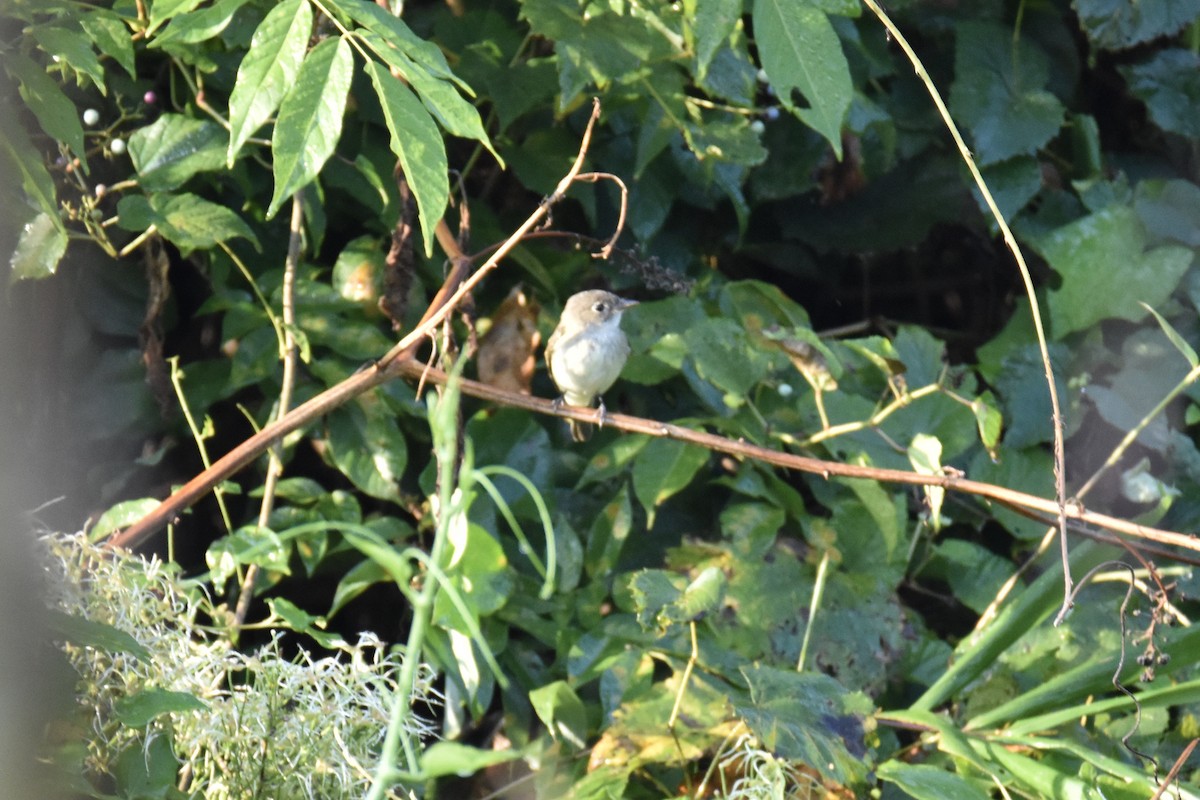 Least Flycatcher - ML368519441