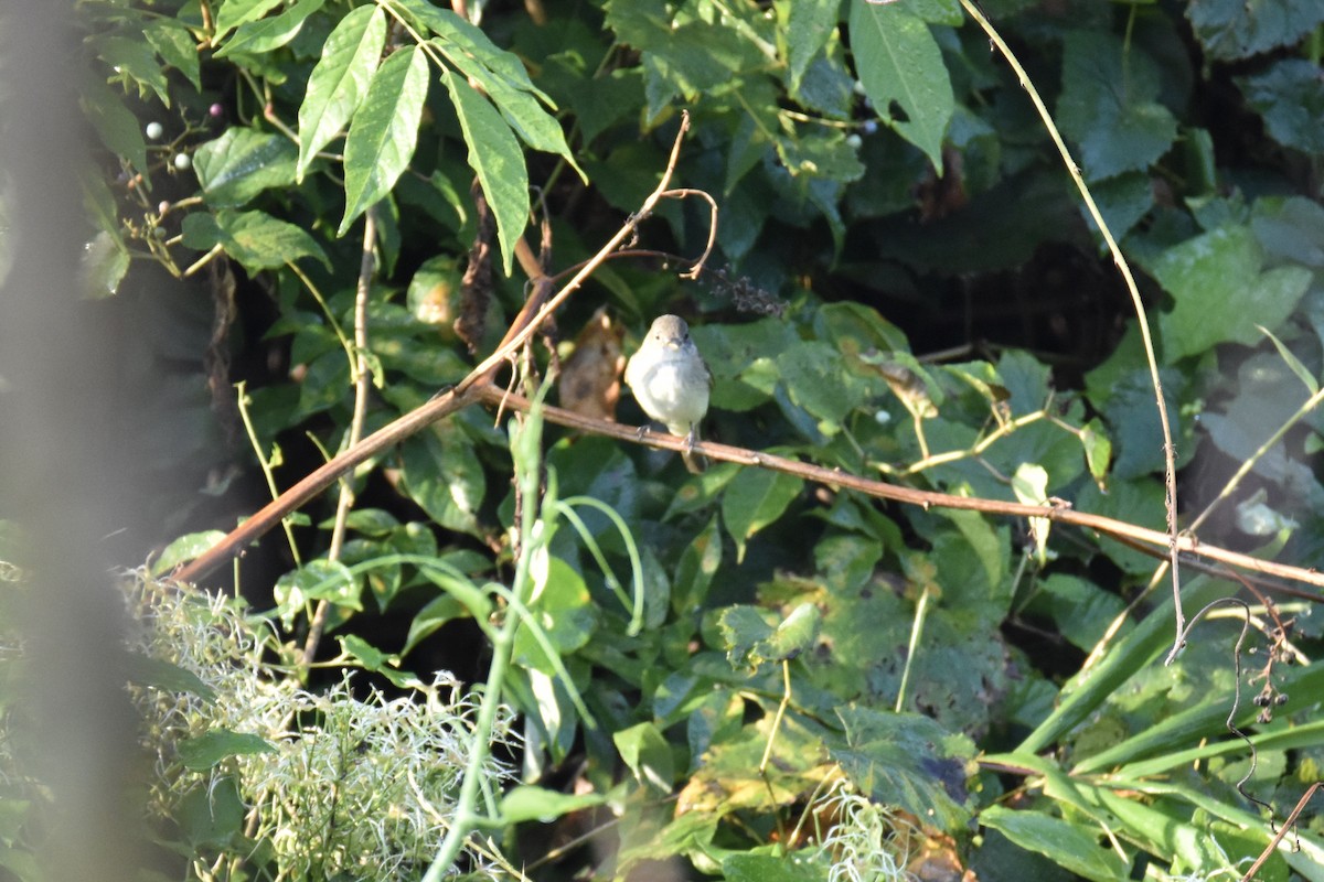 Least Flycatcher - ML368519451