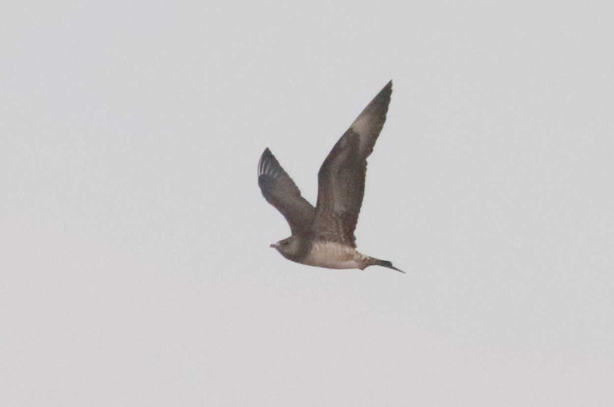 Long-tailed Jaeger - ML368519481