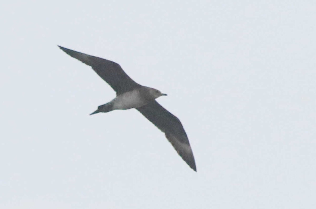 Long-tailed Jaeger - ML368519541
