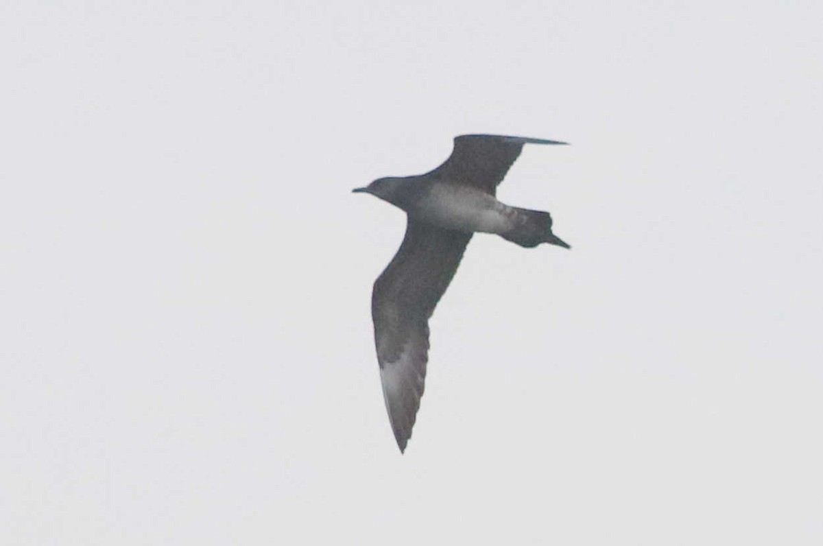 Long-tailed Jaeger - ML368519641