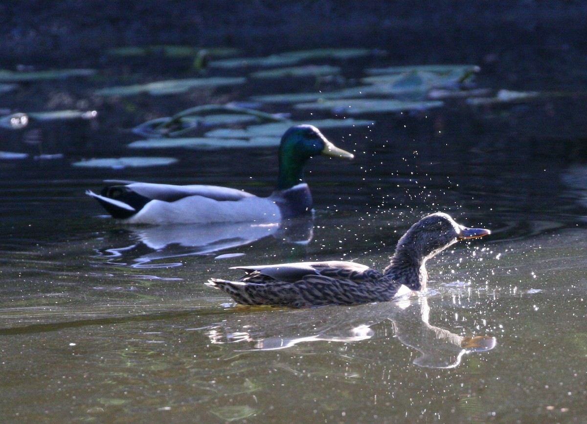 Canard colvert - ML36852251