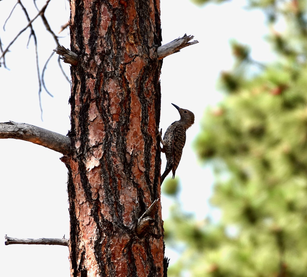 Northern Flicker (Red-shafted) - ML368522761