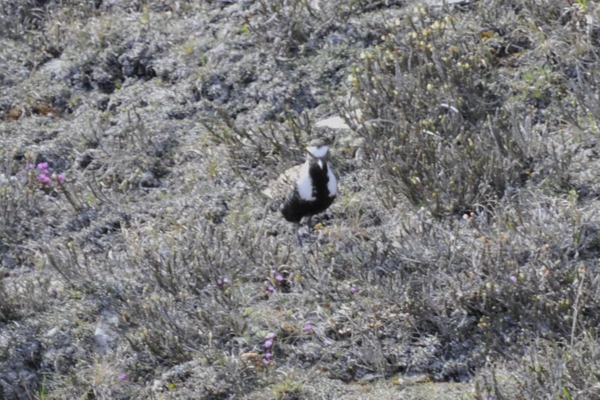 American Golden-Plover - ML36852281