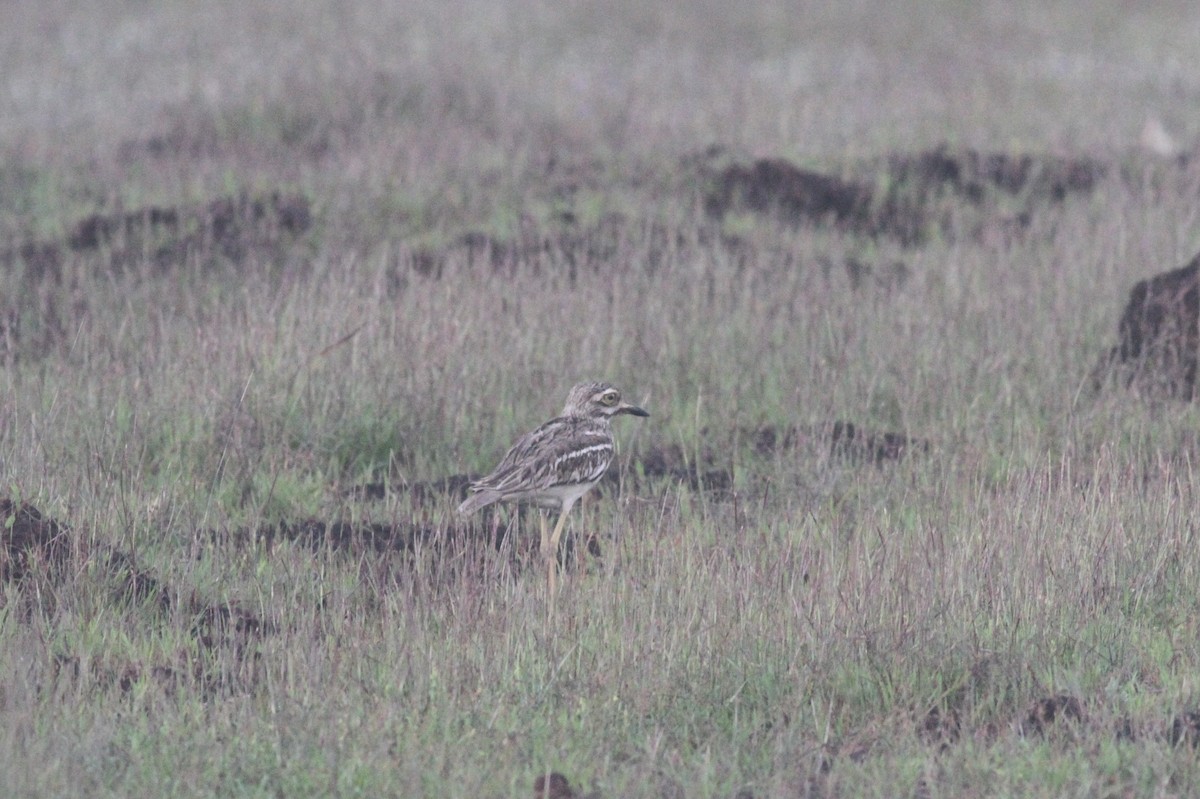 Indian Thick-knee - ML368524091
