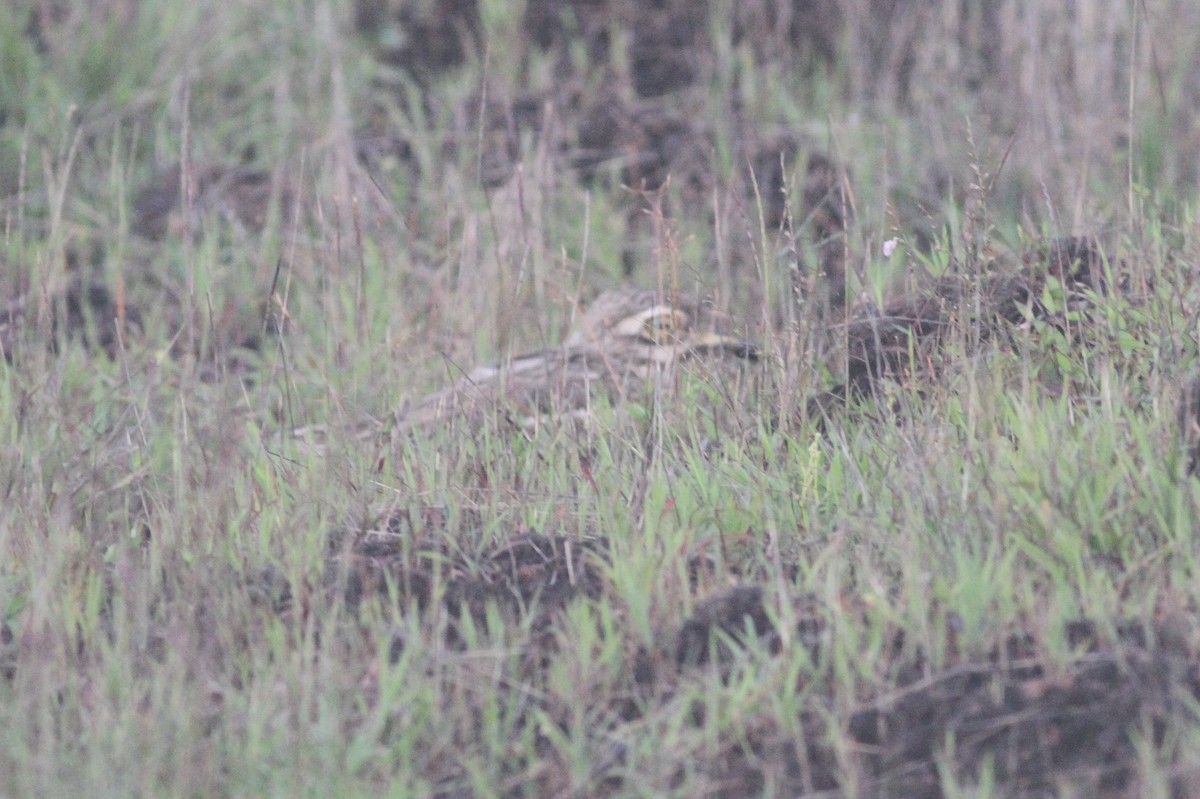 Indian Thick-knee - ML368524101