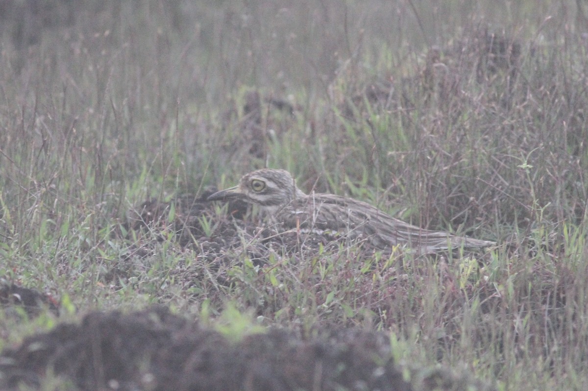 Indian Thick-knee - ML368524111