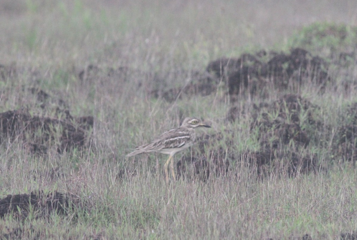 Indian Thick-knee - ML368524121