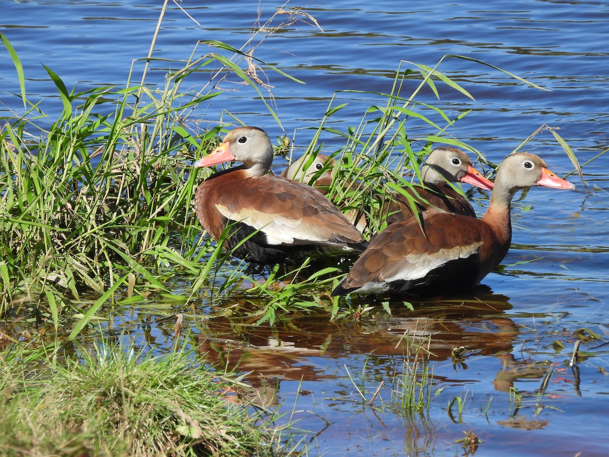 Black-bellied Whistling-Duck - ML368524151