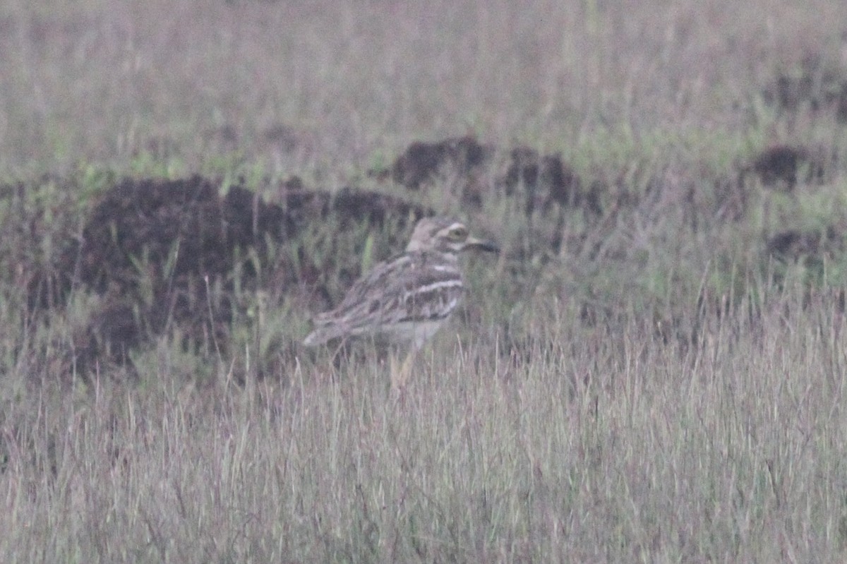 Indian Thick-knee - ML368524171