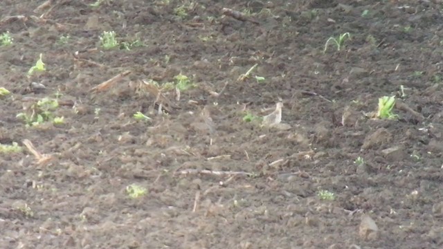 Buff-breasted Sandpiper - ML368524501