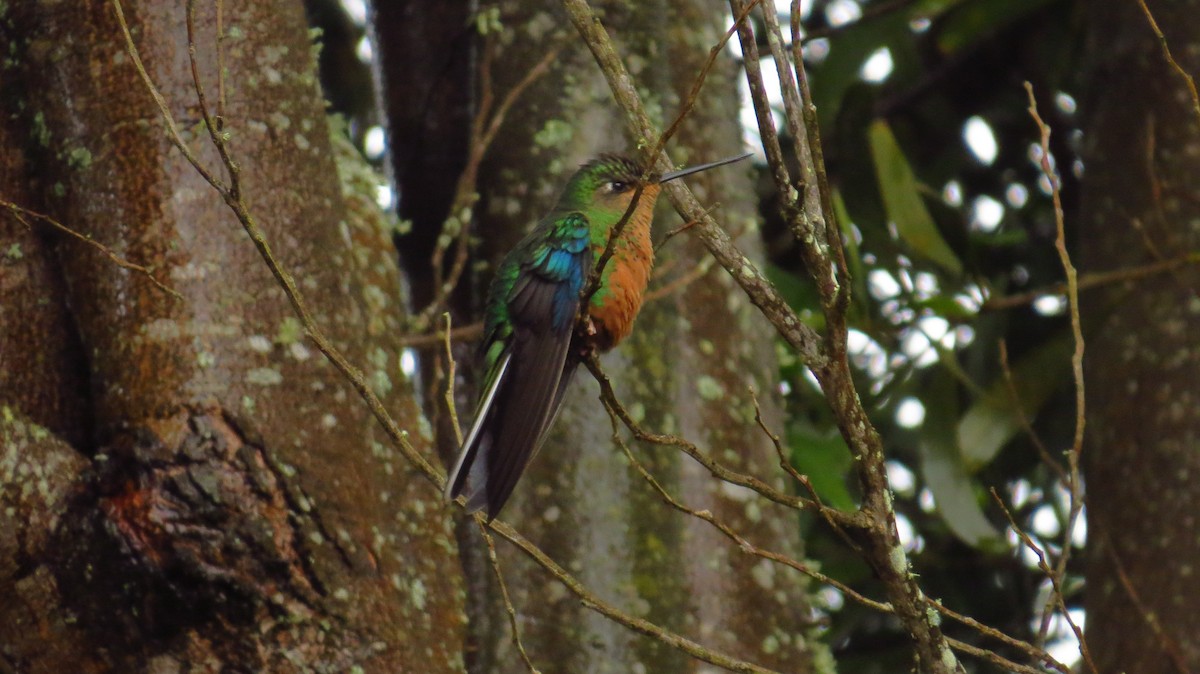 Great Sapphirewing - Jorge Muñoz García   CAQUETA BIRDING