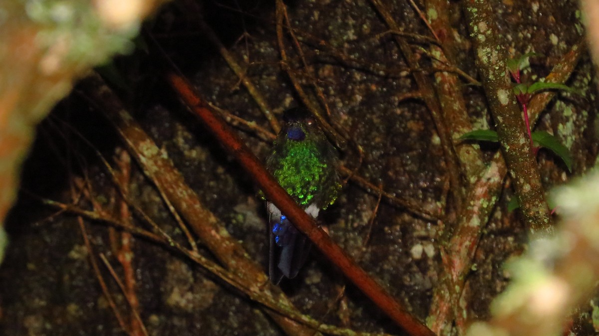 Glowing Puffleg - Jorge Muñoz García   CAQUETA BIRDING