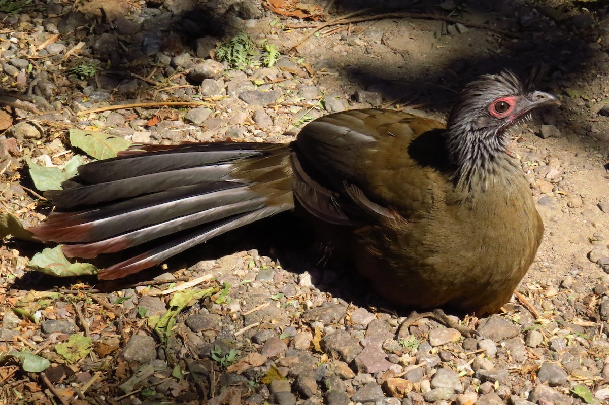 Rufous-bellied Chachalaca - ML36853031