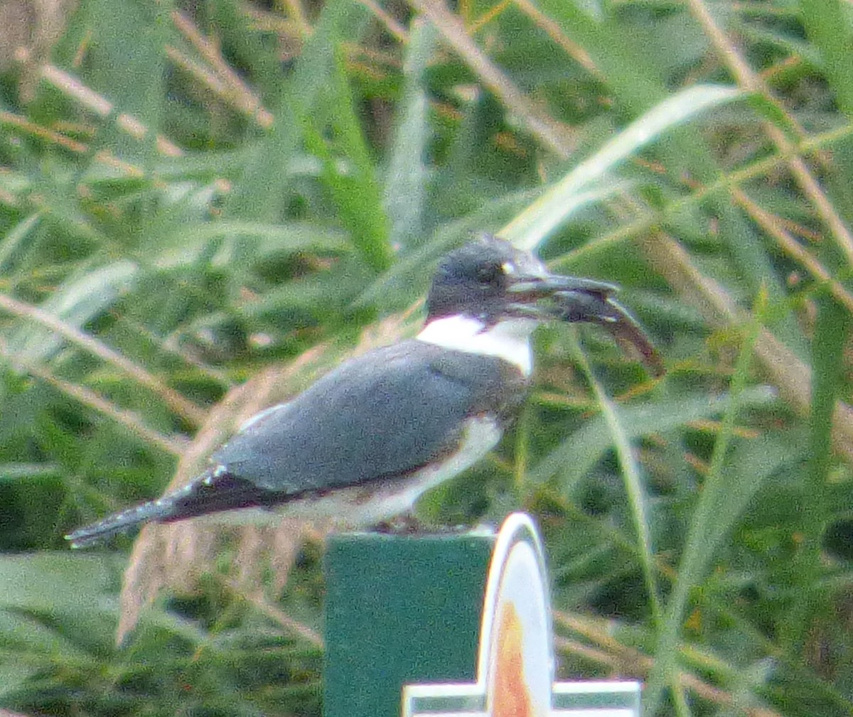 Belted Kingfisher - ML368530361