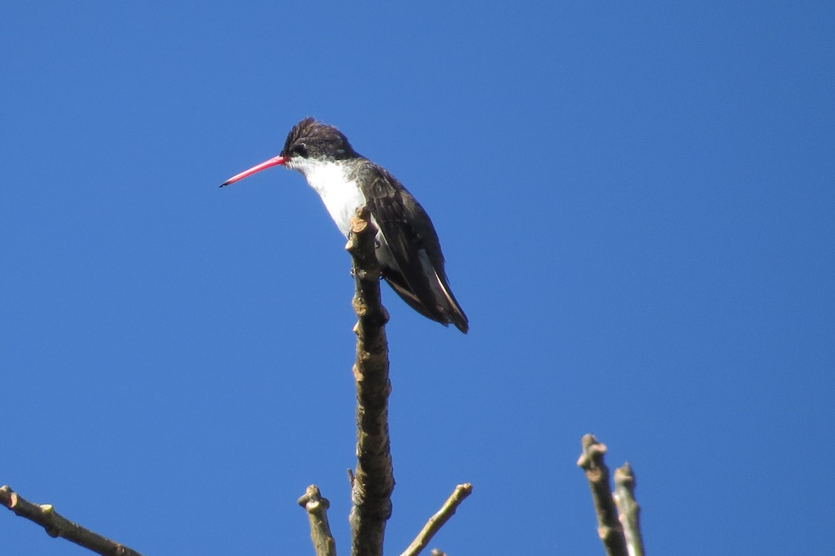 Violet-crowned Hummingbird - ML36853061