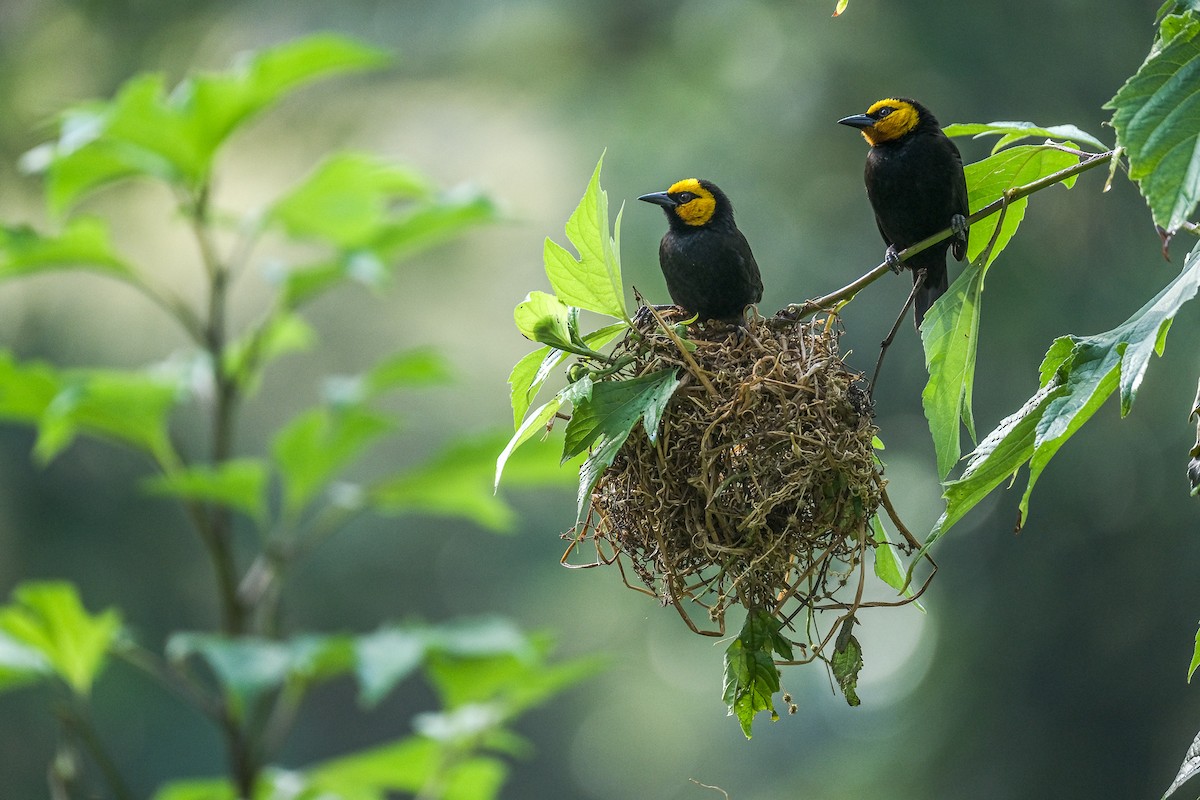 Black-billed Weaver - Pablo Moraga