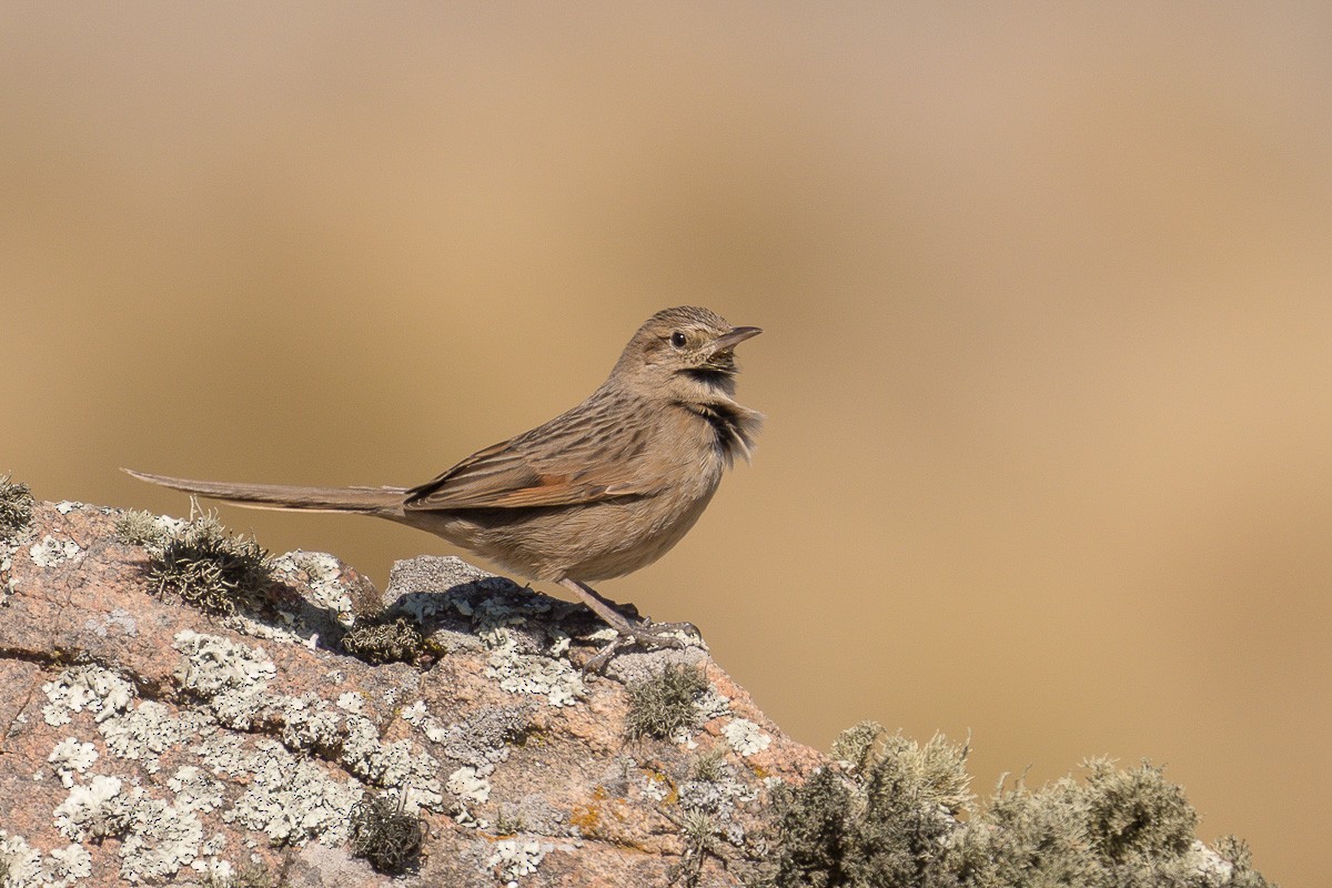 Streak-backed Canastero (Puna) - Jorge Claudio Schlemmer