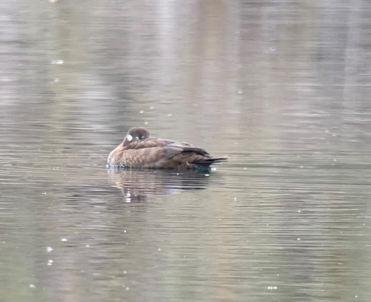 Harlequin Duck - ML368533831