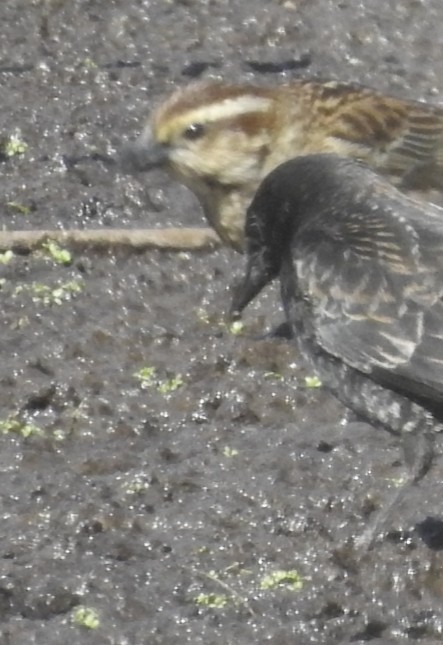 Yellow-winged Blackbird - ML368534991