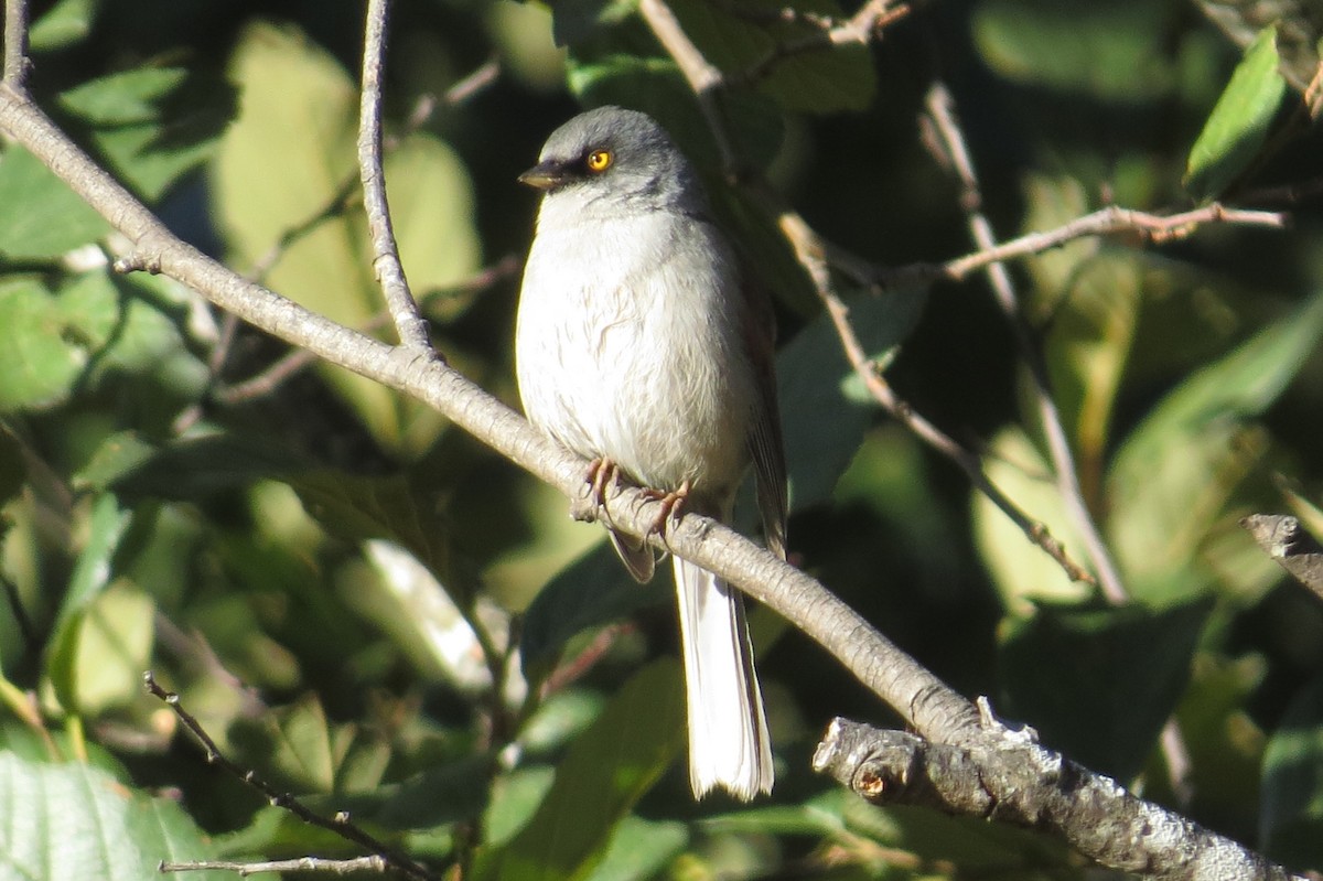 Junco Ojilumbre - ML36853551