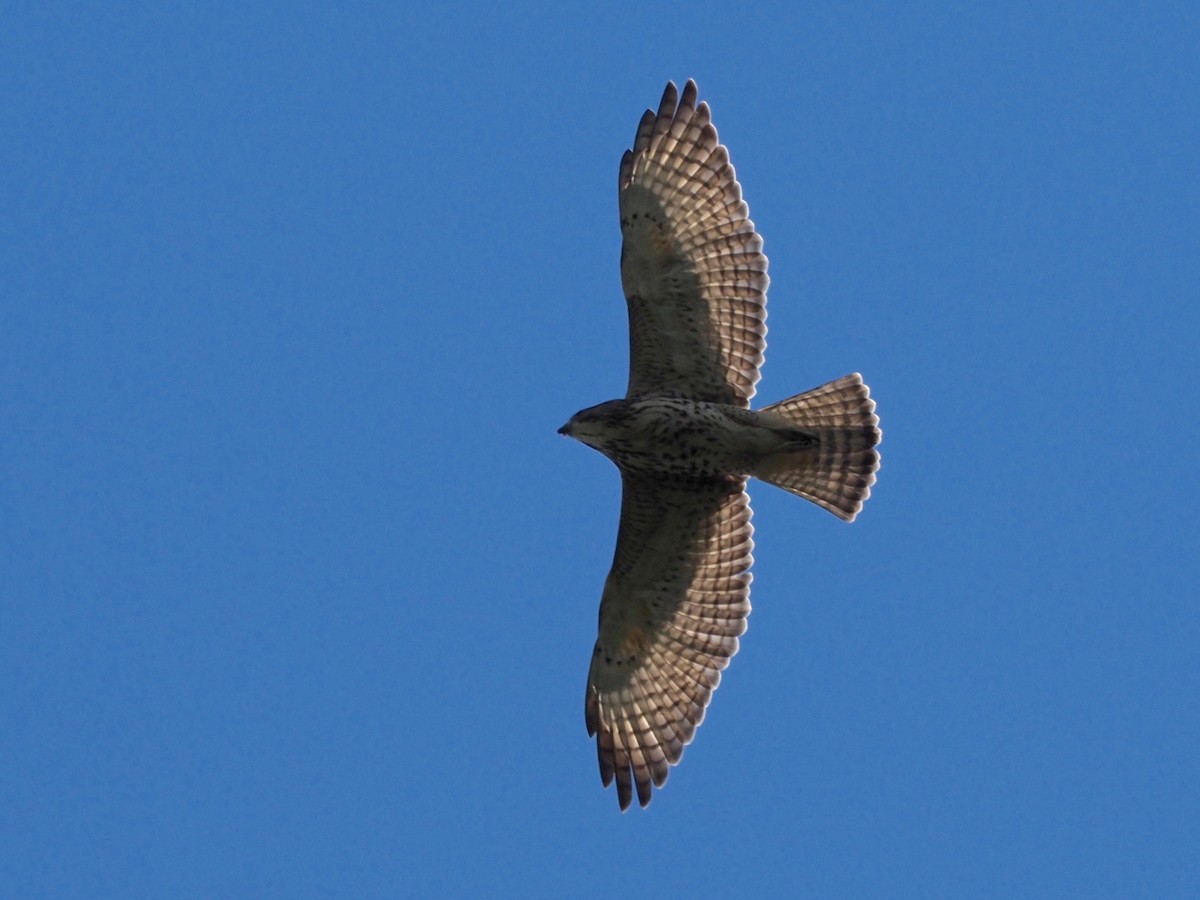 Broad-winged Hawk - Gabriel Willow