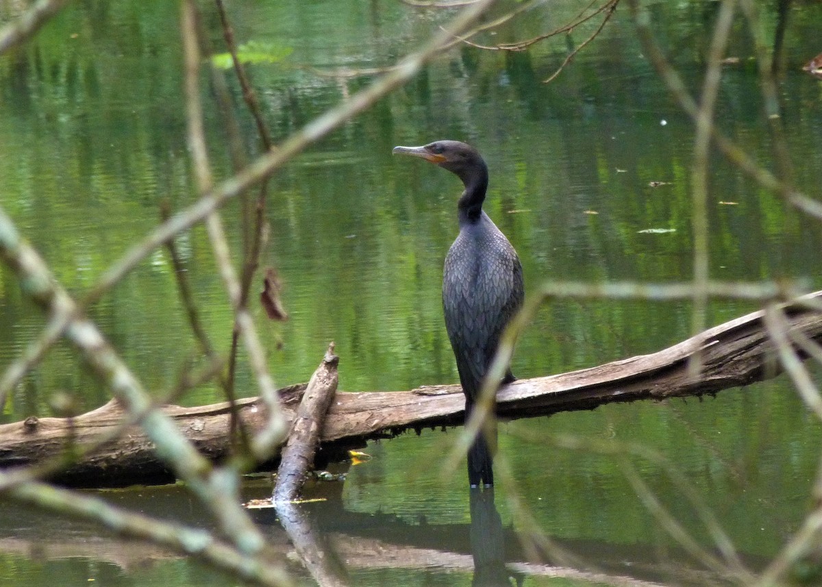 Neotropic Cormorant - Carlos Otávio Gussoni