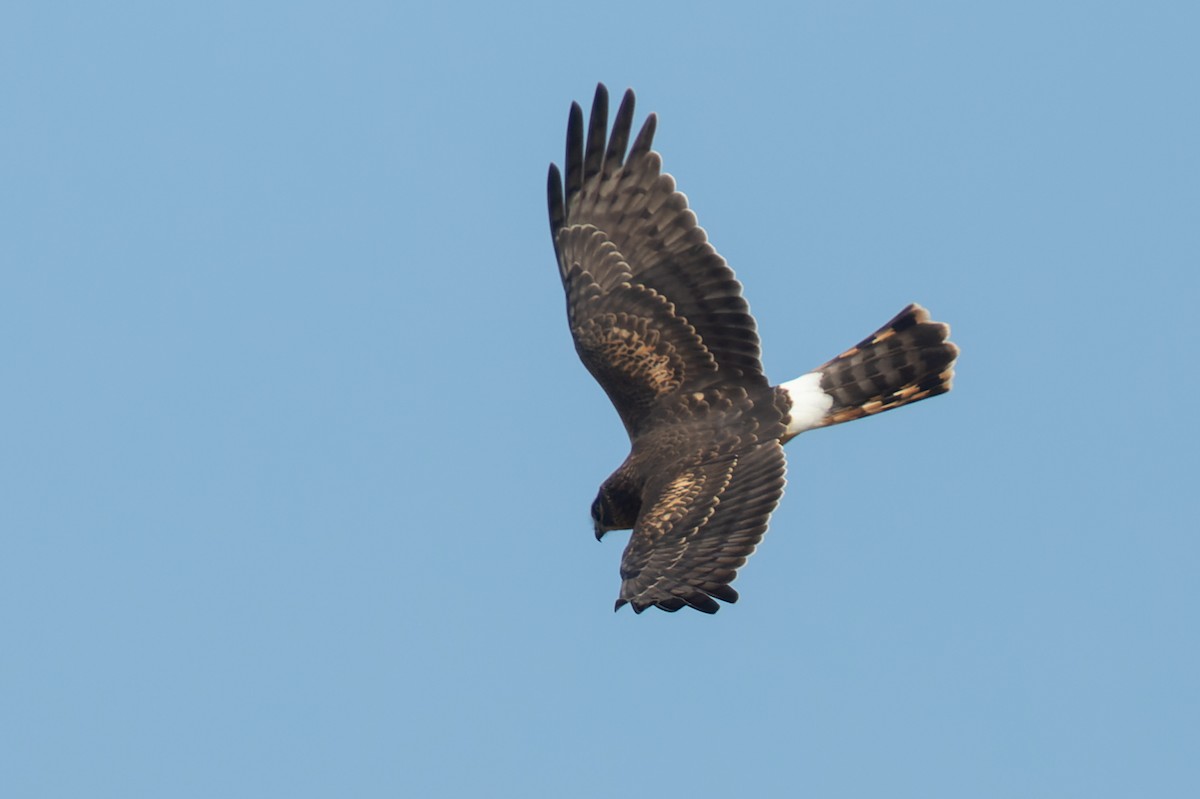 Hudsonweihe - ML368537151