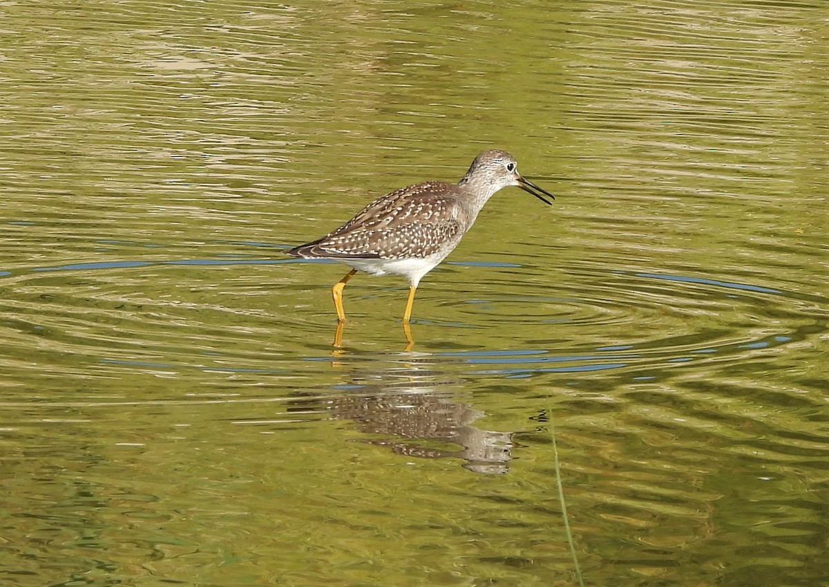 Lesser Yellowlegs - ML368537251