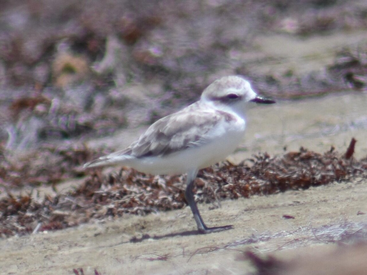 Snowy Plover - ML368538801
