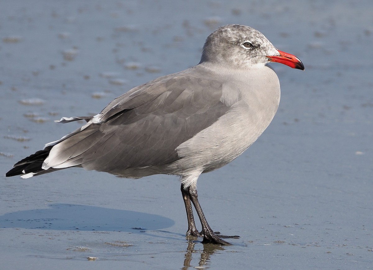 Heermann's Gull - ML368539531