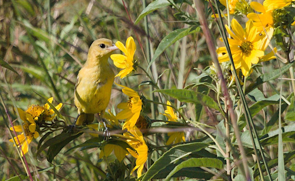 Orchard Oriole - Paul Sweet