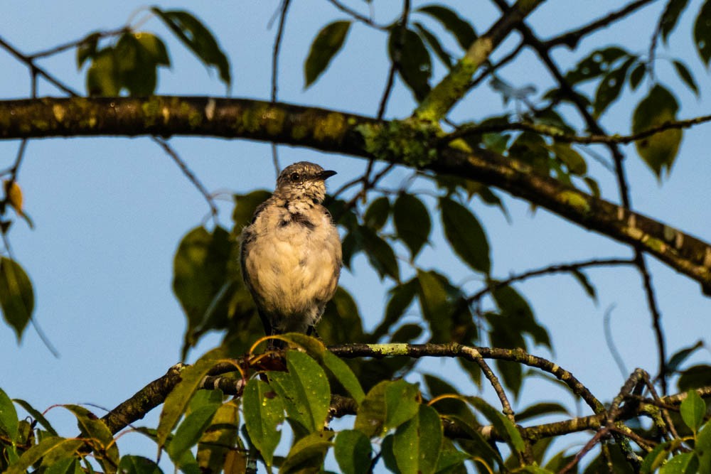 Northern Mockingbird - John Mann