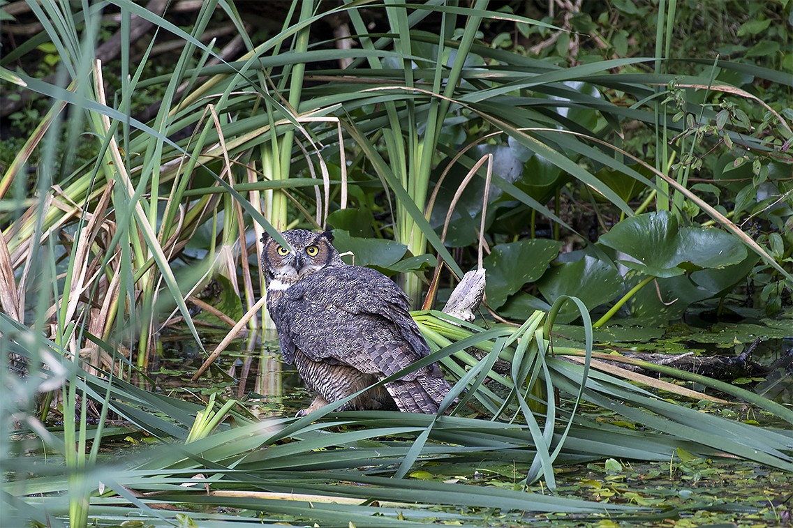 Great Horned Owl - ML368542991