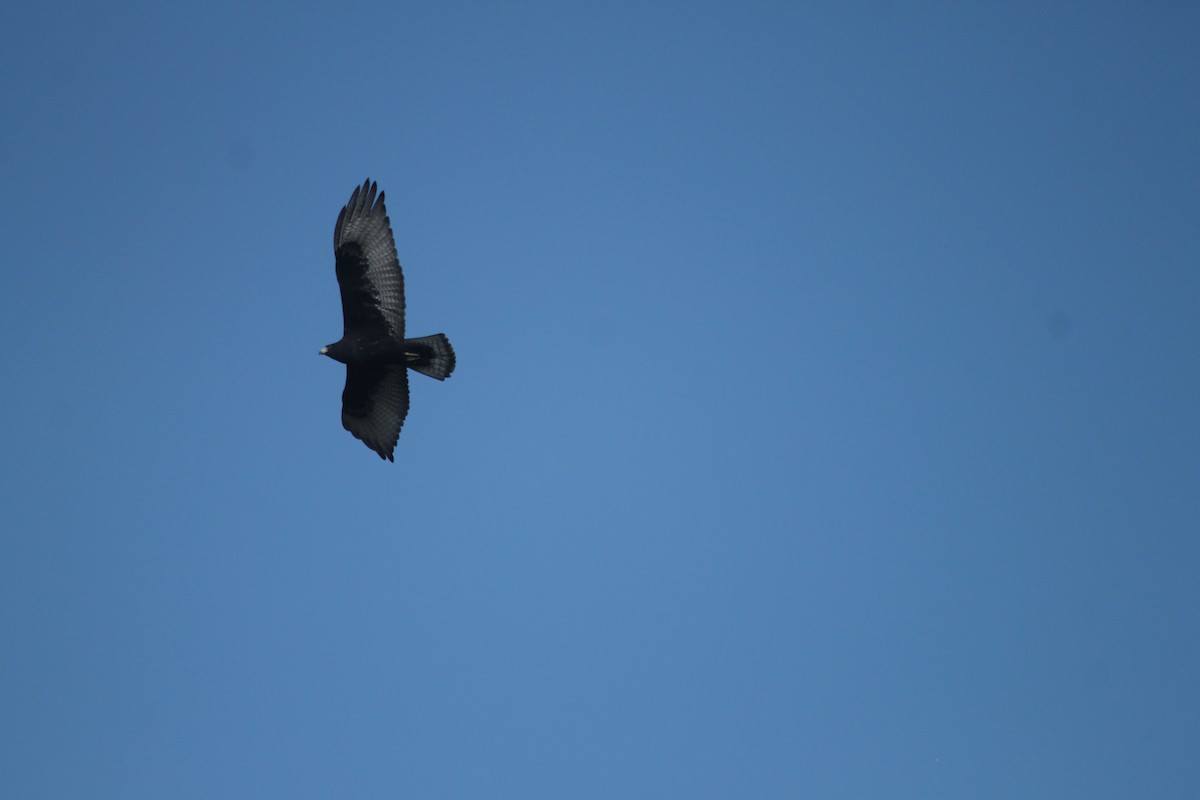 Zone-tailed Hawk - Lonnie Pilkington