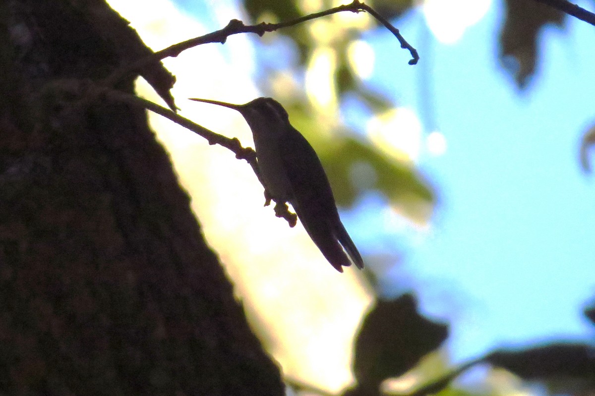 Blue-throated Mountain-gem - Bryant Olsen