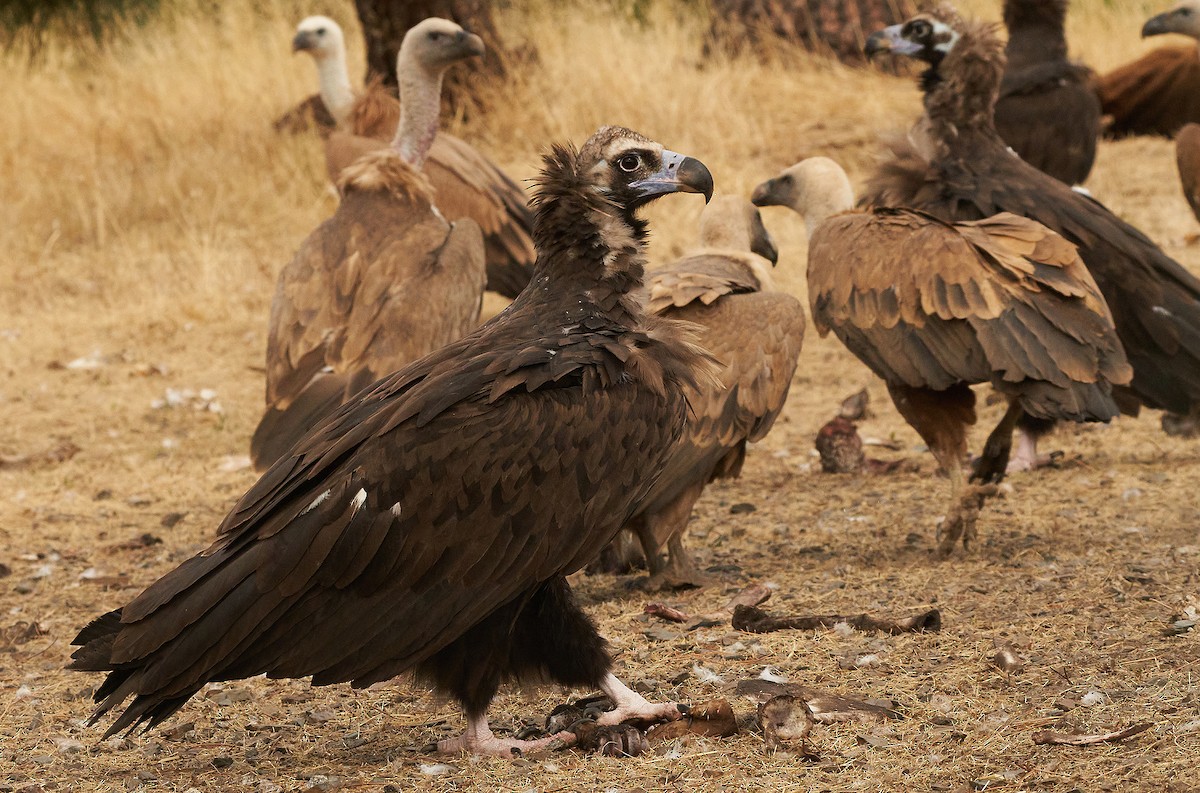 Cinereous Vulture - ML368546331