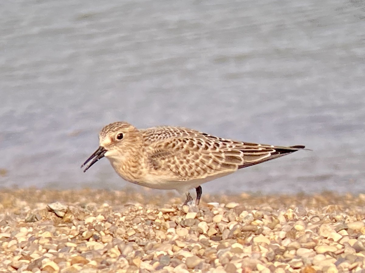 Baird's Sandpiper - ML368547051