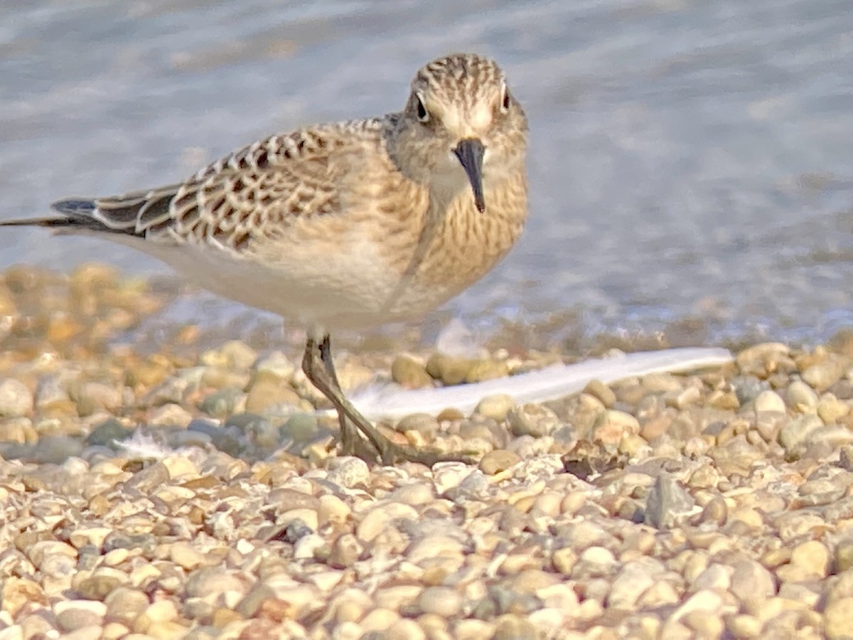 Baird's Sandpiper - ML368547081