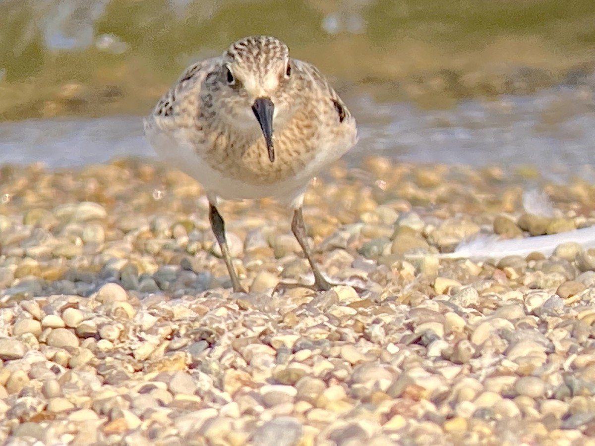 Baird's Sandpiper - ML368547121