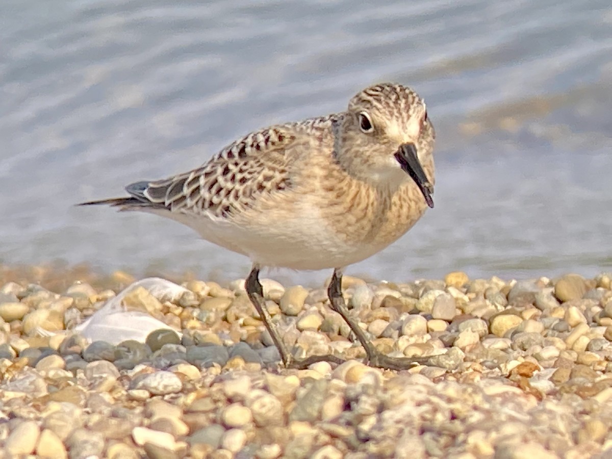 Baird's Sandpiper - ML368547221